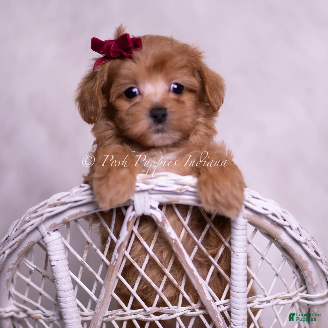 Maltipoo dogs for sale: Missy - Ad 7