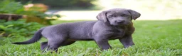 Labrador Retriever dogs for sale: Sky - Ad 2