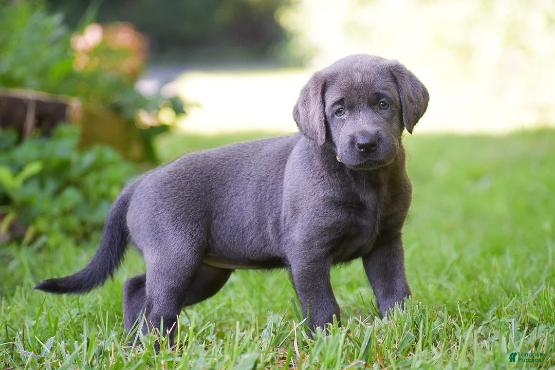 Labrador Retriever dogs for sale: Sky - Ad 2