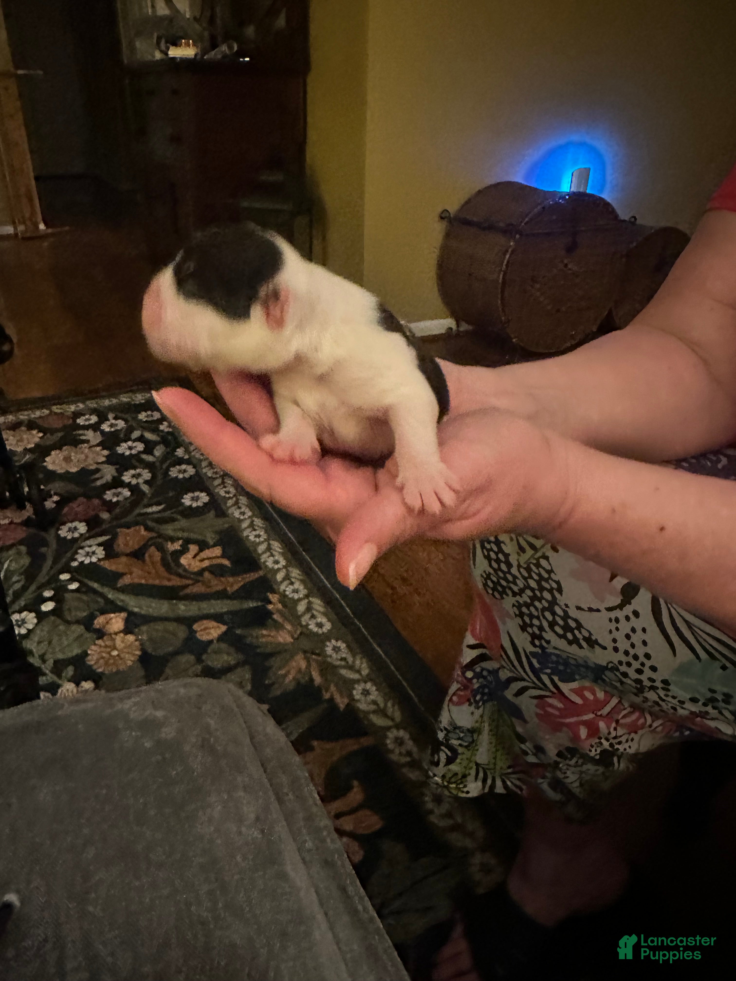 Mixed Breed dogs English Bulldog Puppy 8 - Ad 34