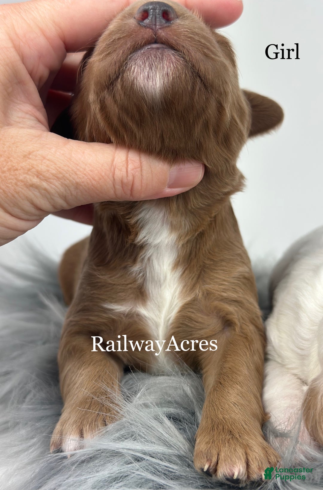 Goldendoodle dogs for sale: F1b Mini Girl 1 - Ad 2