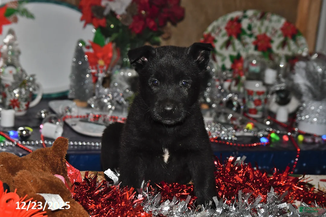 Belgian Malinois dogs for sale: Pepper - Ad 10