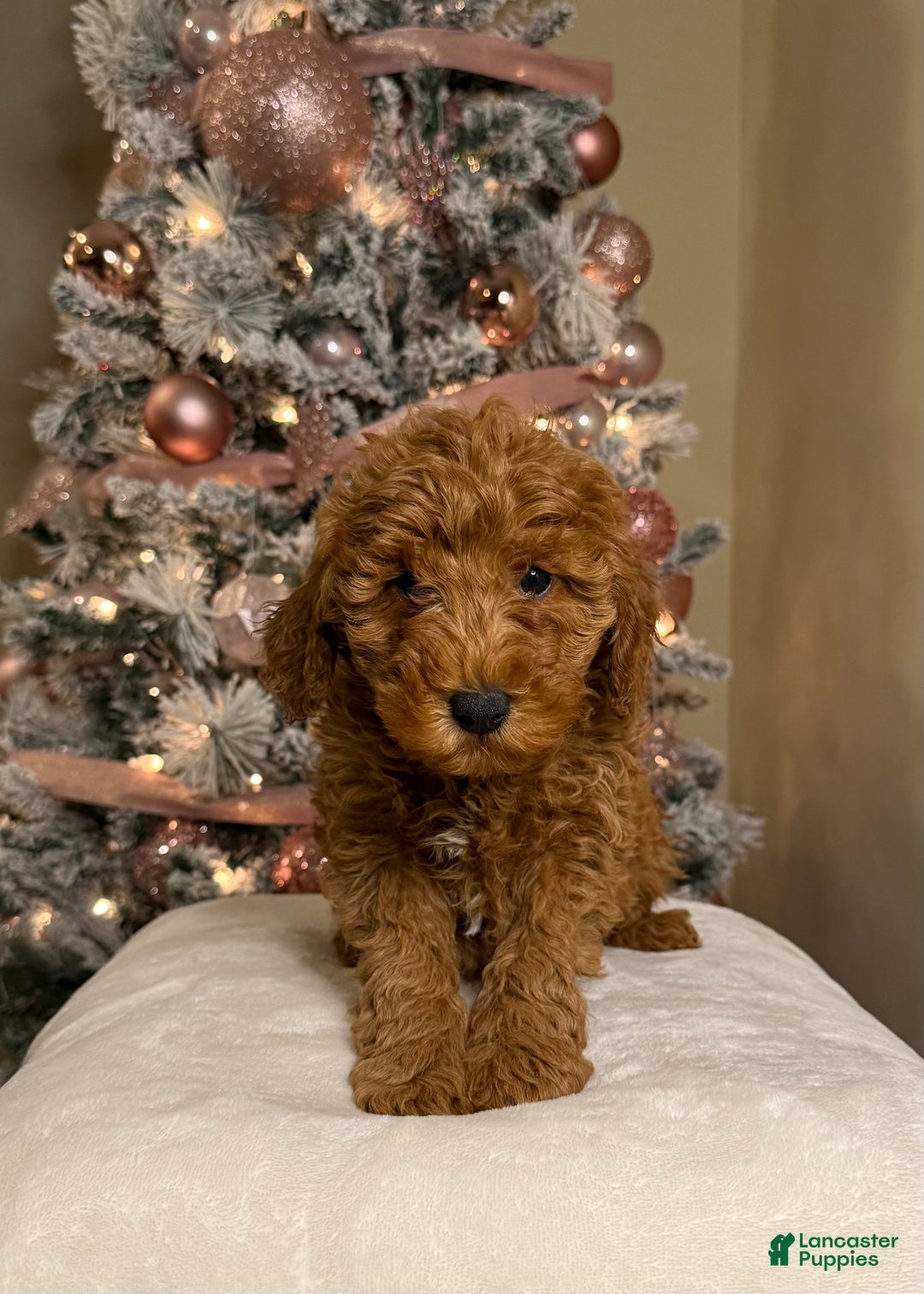 Mini Goldendoodle dogs for sale: Liam - Ad 1