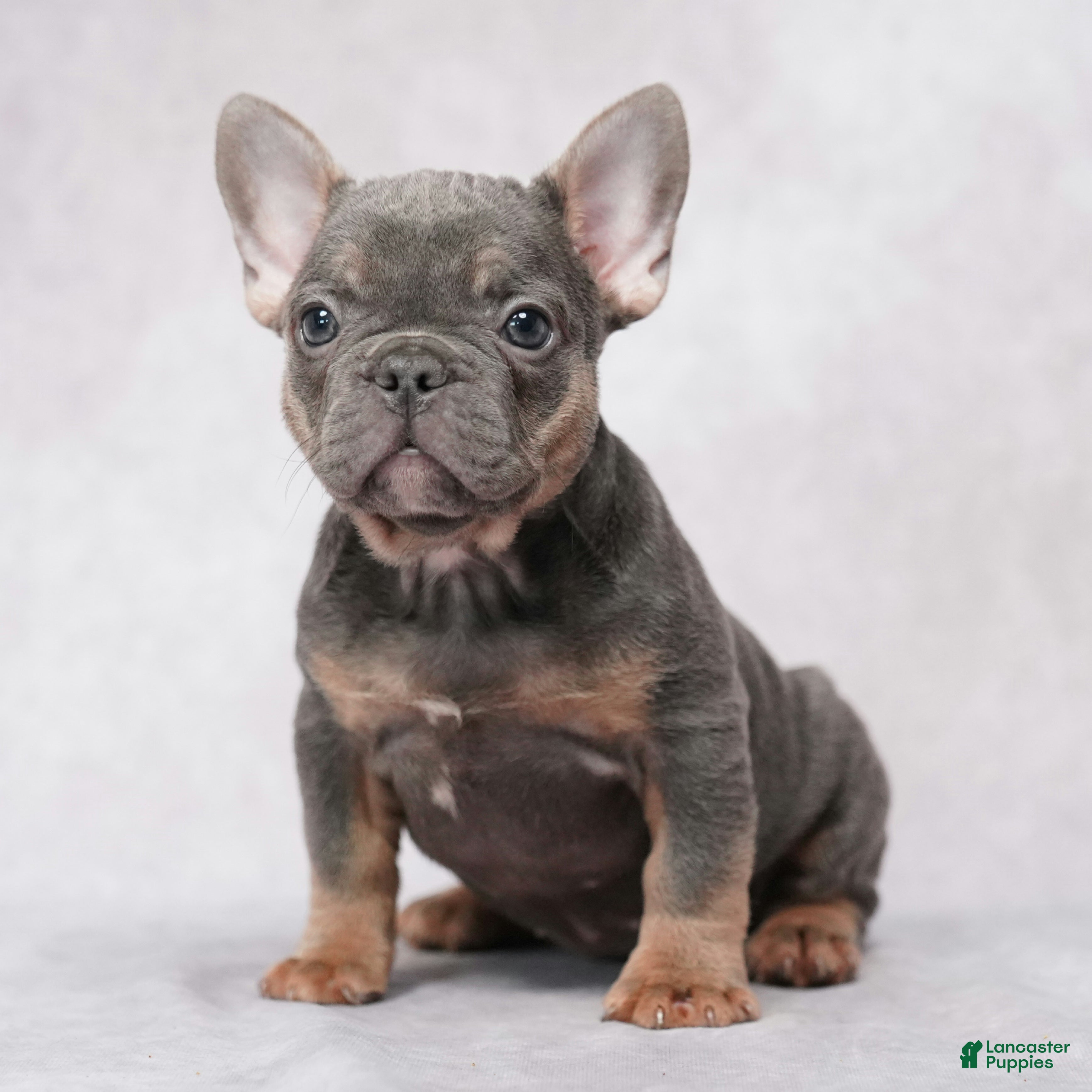 French Bulldog dogs Stella - Ad 2