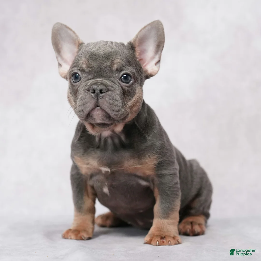 French Bulldog dogs for sale: Stella - Ad 2