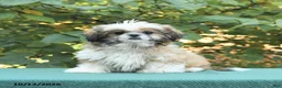 Shih Tzu dogs for sale: Benji - Ad 4