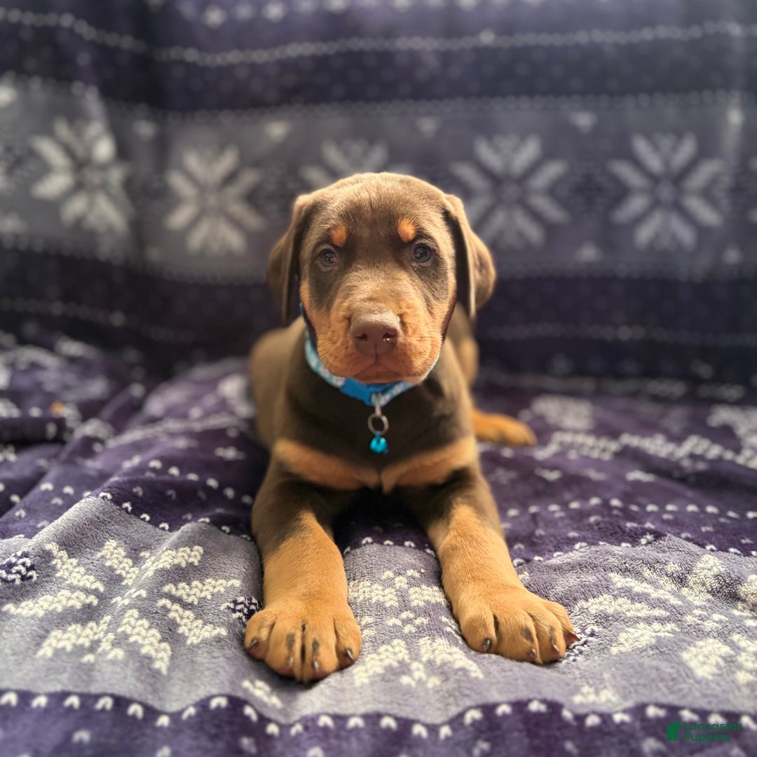 Doberman Pinscher dogs for sale: Rudolph  - Ad 3