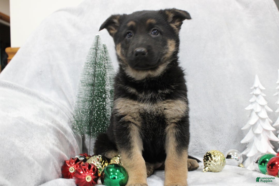 German Shepherd dogs for sale: Amaya - Ad 6