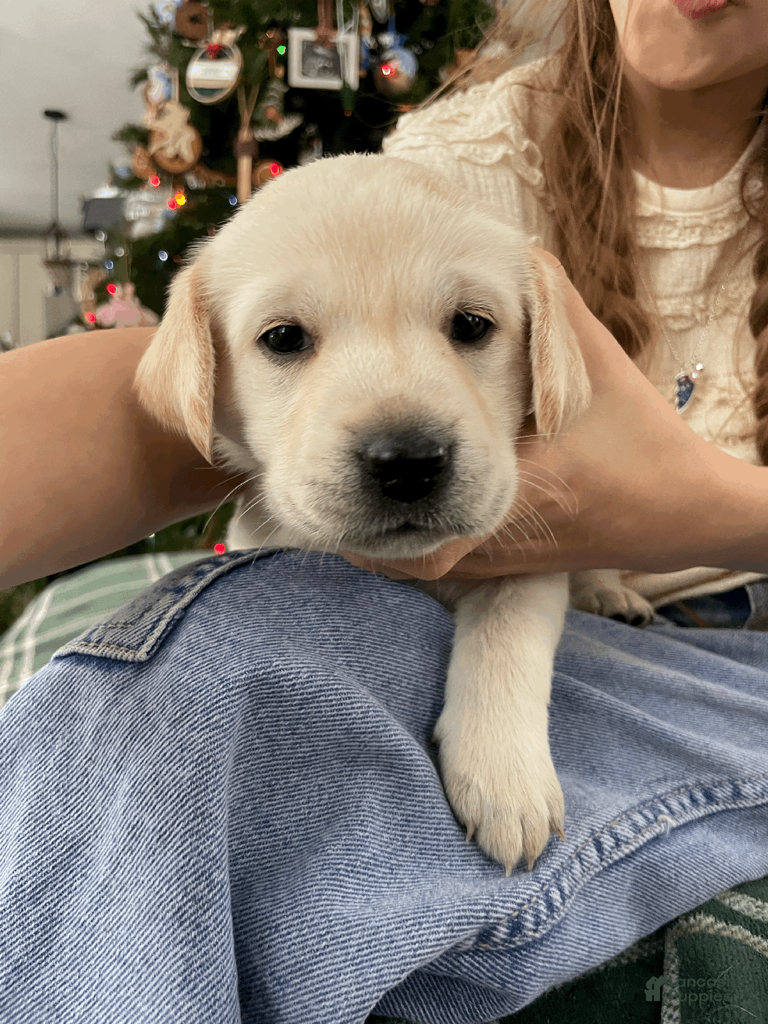 Labrador Retriever dogs for sale: Algonquin-red collar - Ad 8