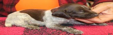 German Shorthaired Pointer Puppy 2
