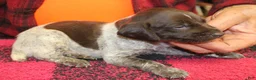 German Shorthaired Pointer dogs for sale: German Shorthaired Pointer Puppy 2 - Ad 1