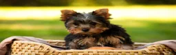 Yorkshire Terrier dogs for sale: Stephan Yorkshire Terrier  - Ad 1