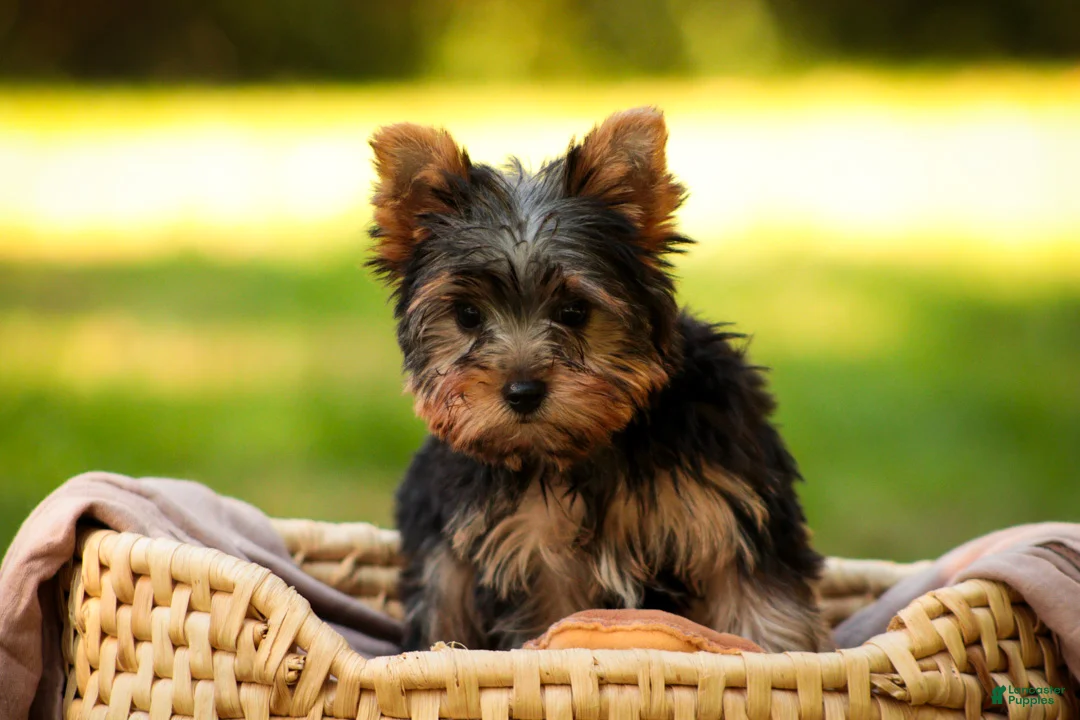 Yorkshire Terrier dogs for sale: Stephan Yorkshire Terrier  - Ad 1