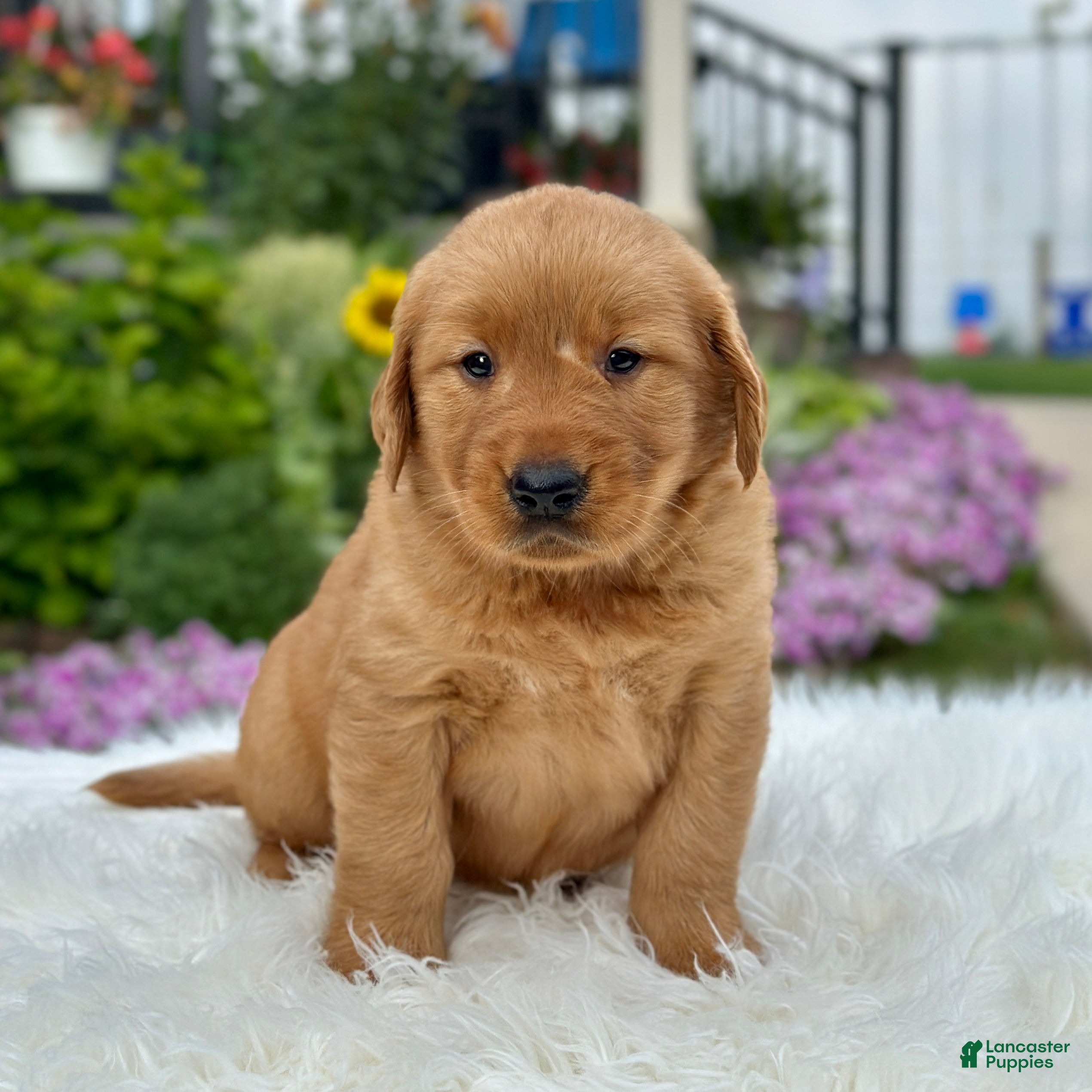 Dog Breed Golden Retriever Double Coat Large Breed Red Dogs Golden