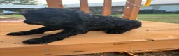 Standard Poodle dogs for sale: Standard Poodle(Coal) - Ad 4