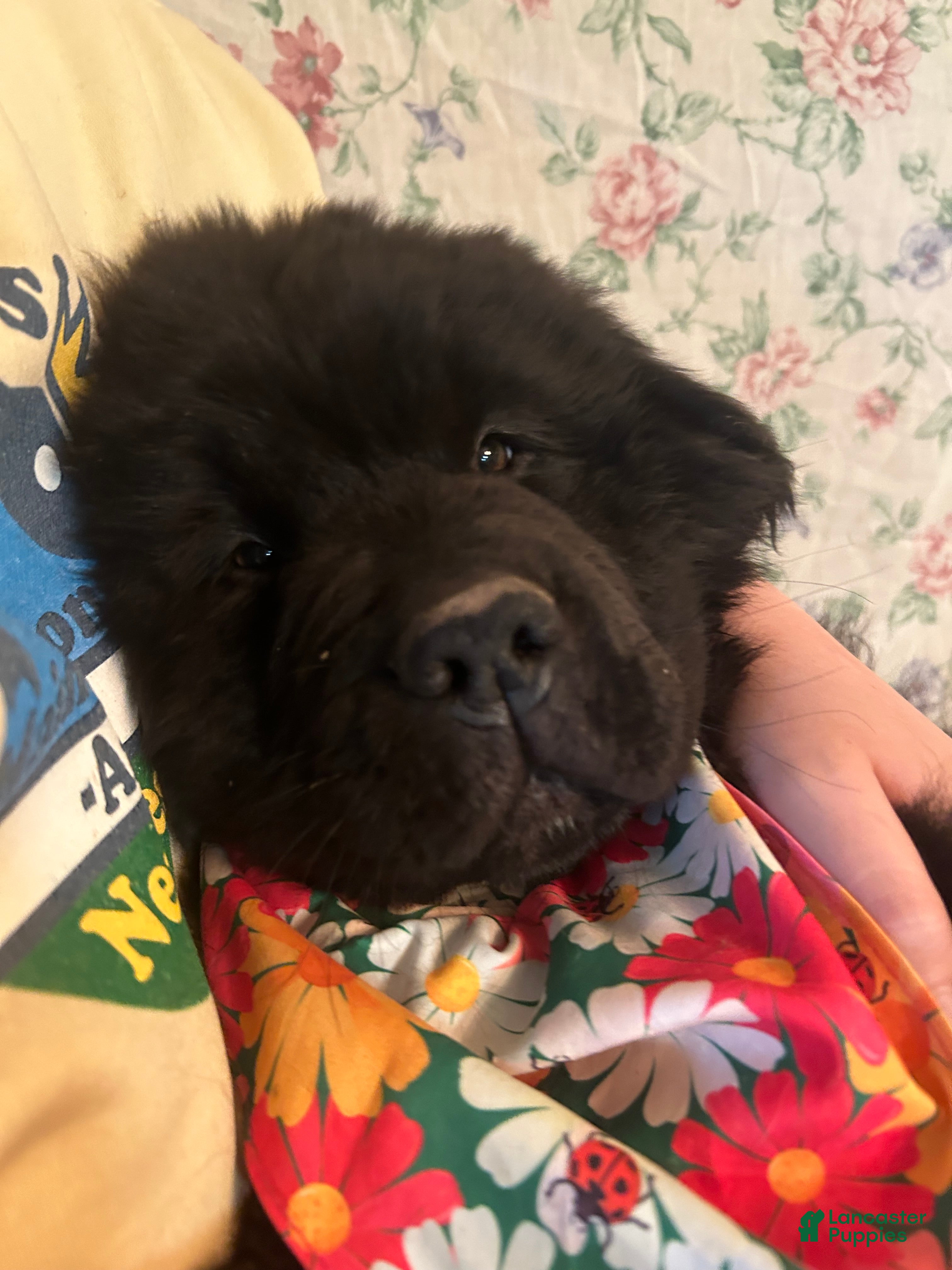 Newfoundland dogs LadyBug - Ad 1