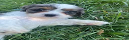 Mixed Breed dogs for sale: Blue Munchkin Bernedoodle  - Ad 3