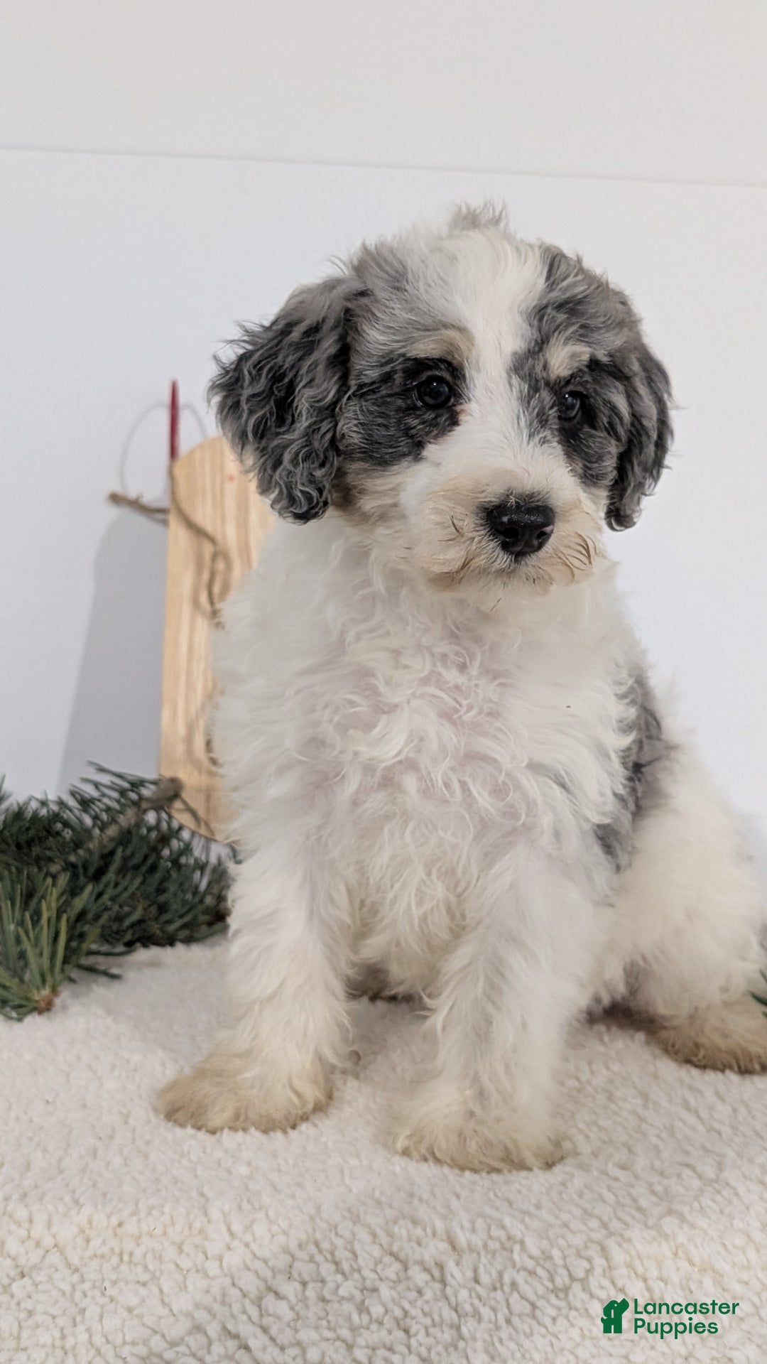 Mixed Breed dogs for sale: Nala - Ad 7