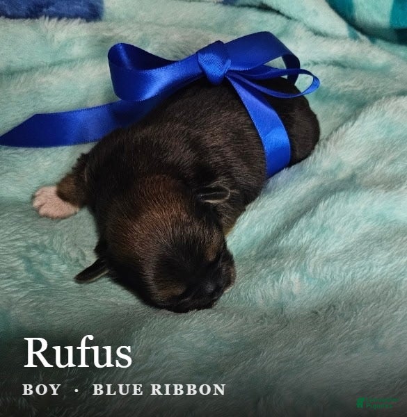 Shih Tzu dogs Rufus - Ad 28