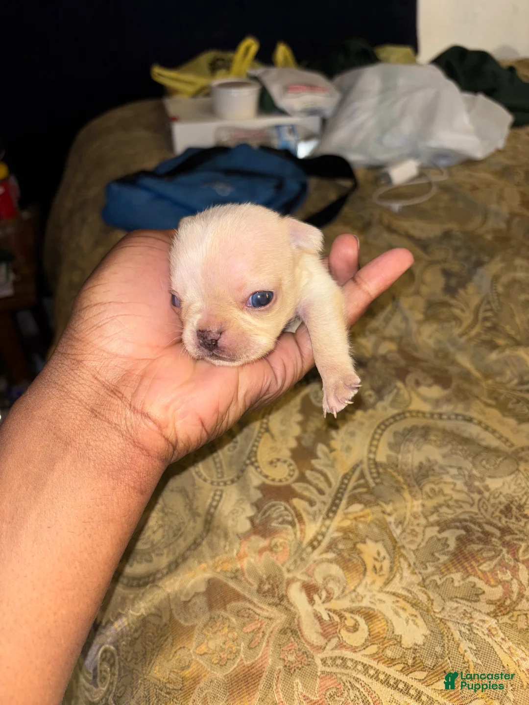 Gallery Image {{count}}