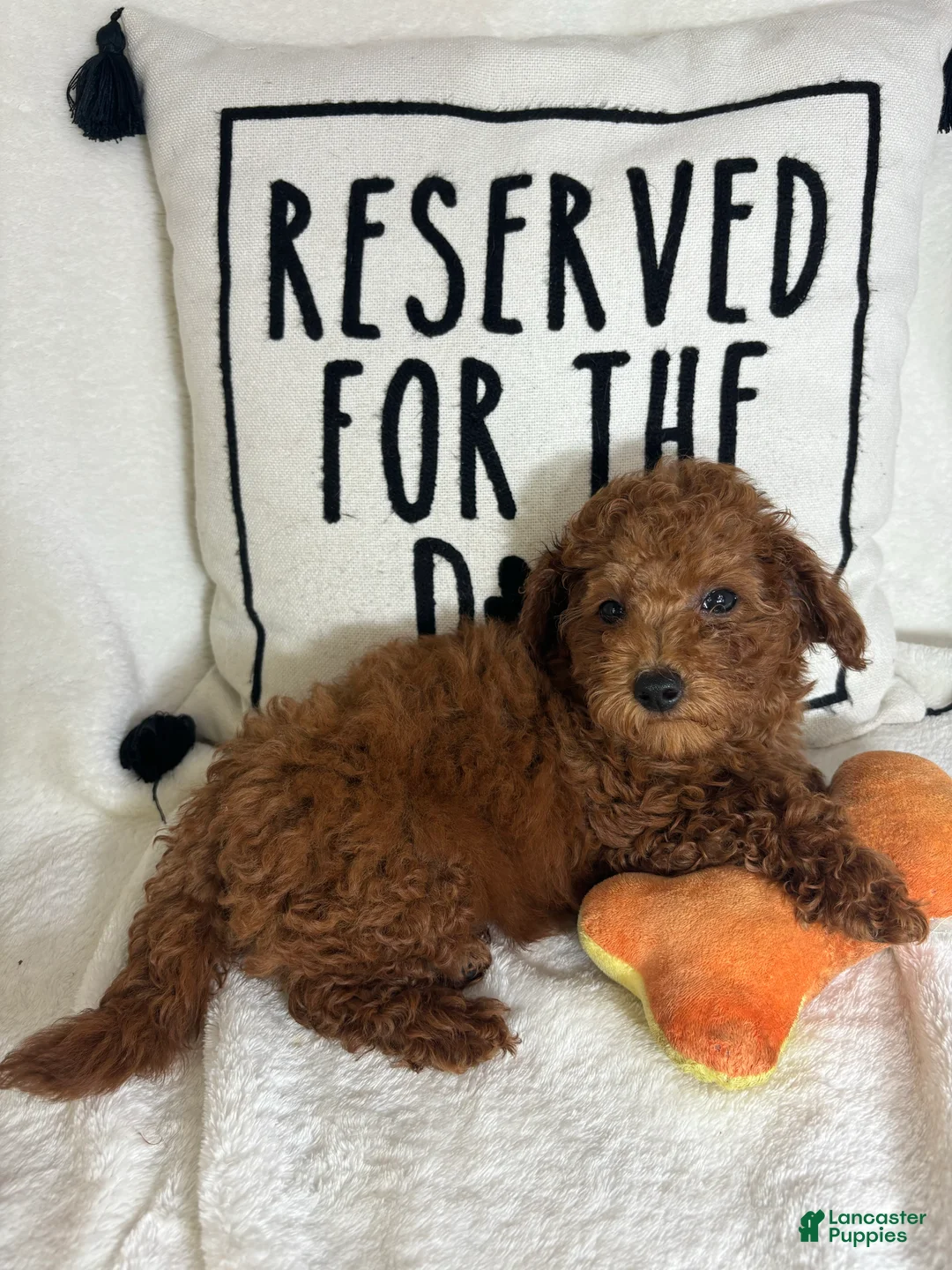 Mini Goldendoodle dogs for sale: Gabe - Ad 5