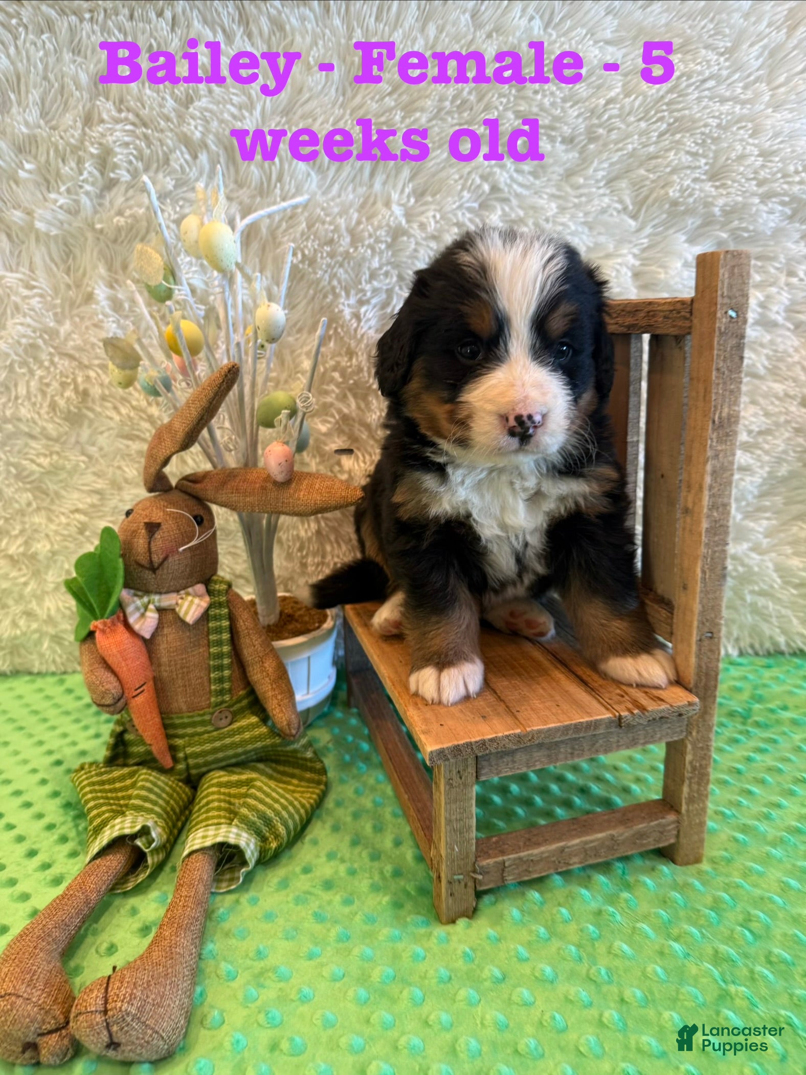 Bernese Mountain Dog dogs Bailey - Ad 2