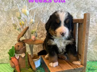 Bernese Mountain Dog dogs Bailey - Ad 2