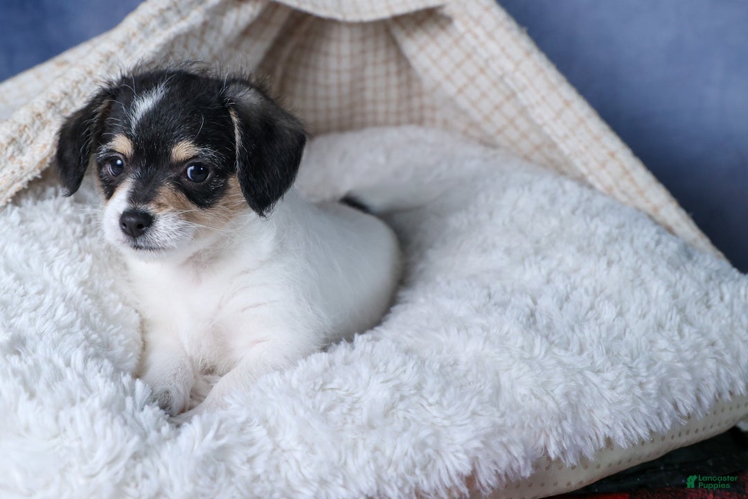 Chipoo dogs for sale: Kenzie - Ad 7