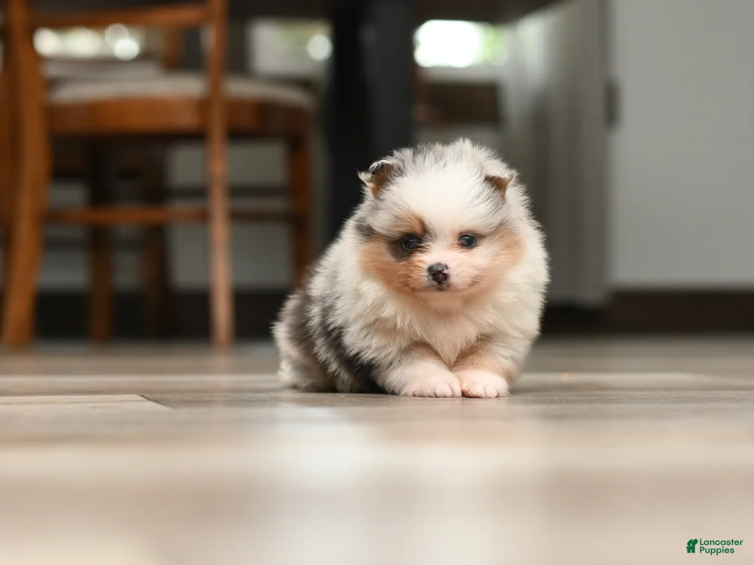 Pomeranian dogs for sale: Rory - Ad 2
