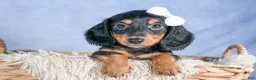 Miniature Dachshund dogs for sale: 🐾 MEET VIKING 🐶❤️ - Ad 22