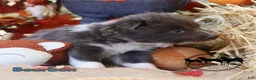 Nenets Herding Laika dogs for sale: Bourbon Nenets Laika Transport available - Ad 3