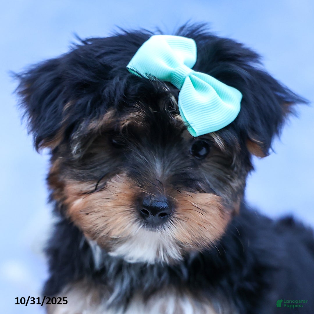 Yorkshire Terrier dogs for sale: Chip - Ad 7