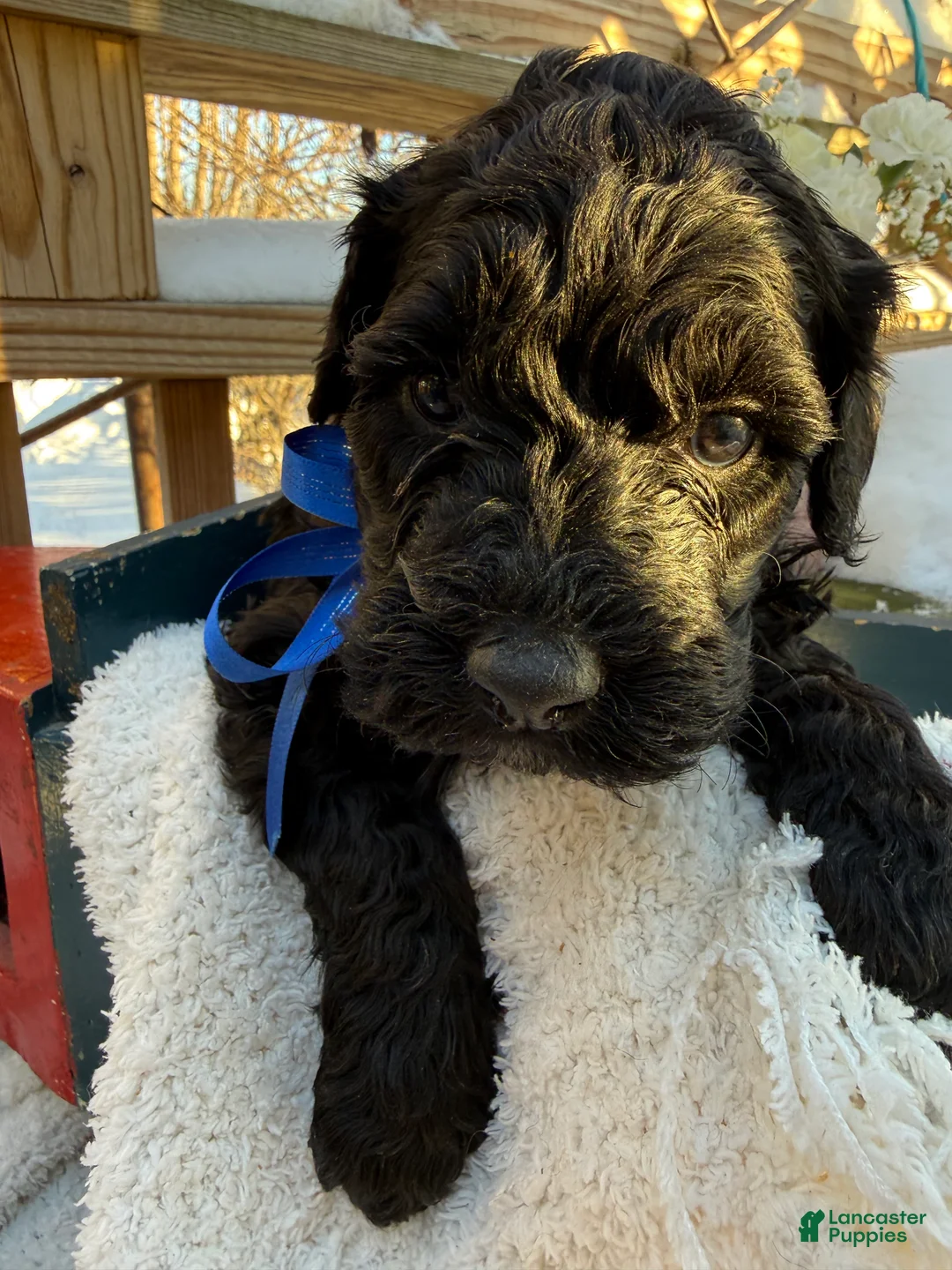 Mixed Breed dogs for sale: Lola - Ad 12