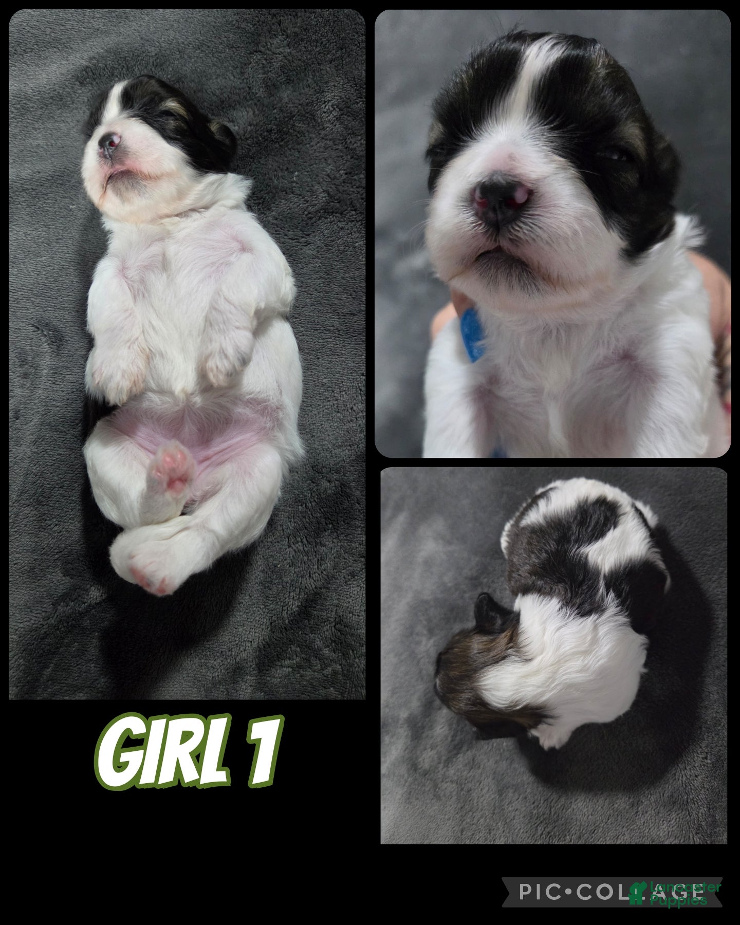 Shih Tzu dogs Shih Tzu Girl 1 - Ad 34