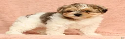 Yorkiepoo dogs for sale: Sadie - Ad 7