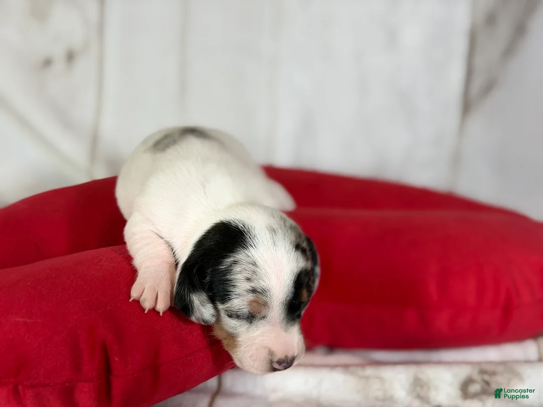 Miniature Dachshund dogs for sale: AKC SH Flossie DNA OFA - Ad 2