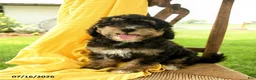 Mini Bernedoodle dogs for sale: Cleo - Ad 2