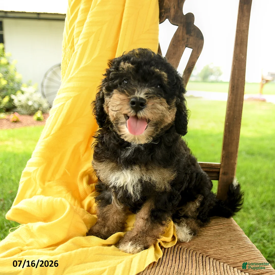 Mini Bernedoodle dogs for sale: Cleo - Ad 2