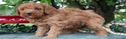 Miniature Poodle dogs for sale: Stan - Ad 3