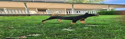 Doberman Pinscher dogs for sale: Kodiak - Ad 6