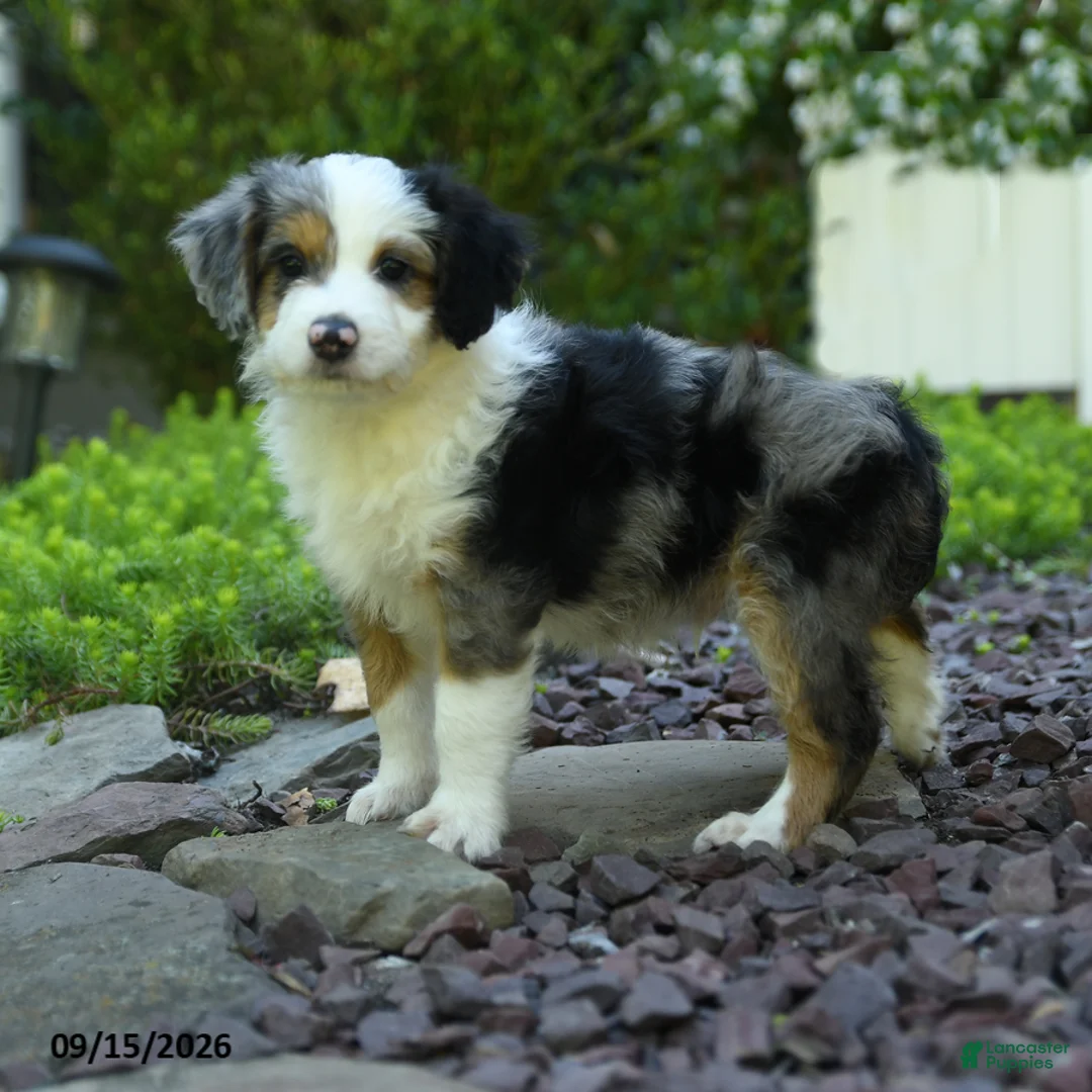 Aussiedoodle dogs for sale: Parker - Ad 2