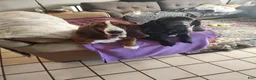Basset Hound dogs for sale: 💙READY NOW black collar - Ad 12