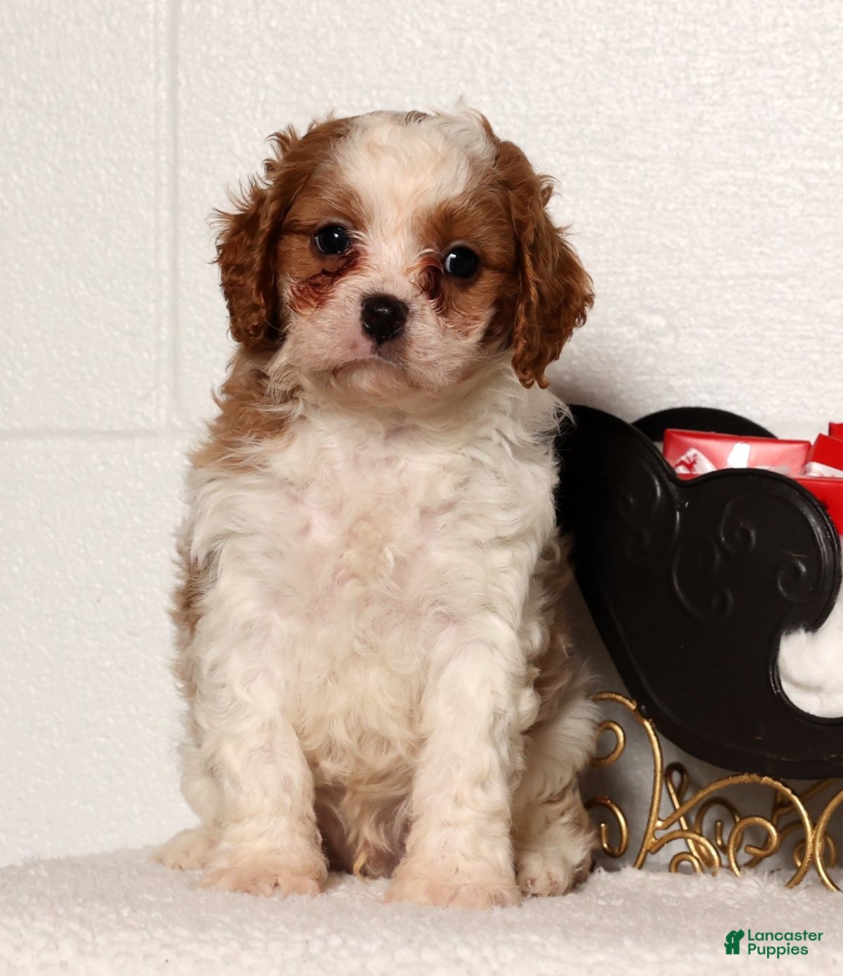 Cavapoo dogs Charles - Ad 1