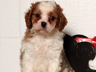 Cavapoo dogs Charles - Ad 20