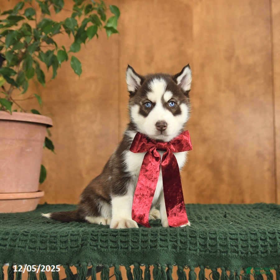 Siberian Husky dogs Archie - Ad 10