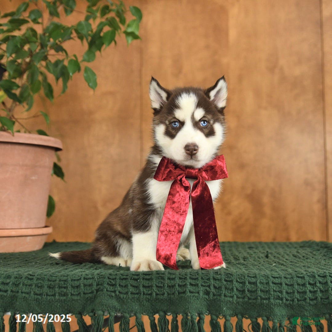 Siberian Husky dogs for sale: Archie - Ad 1