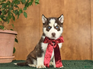 Siberian Husky dogs Archie - Ad 26