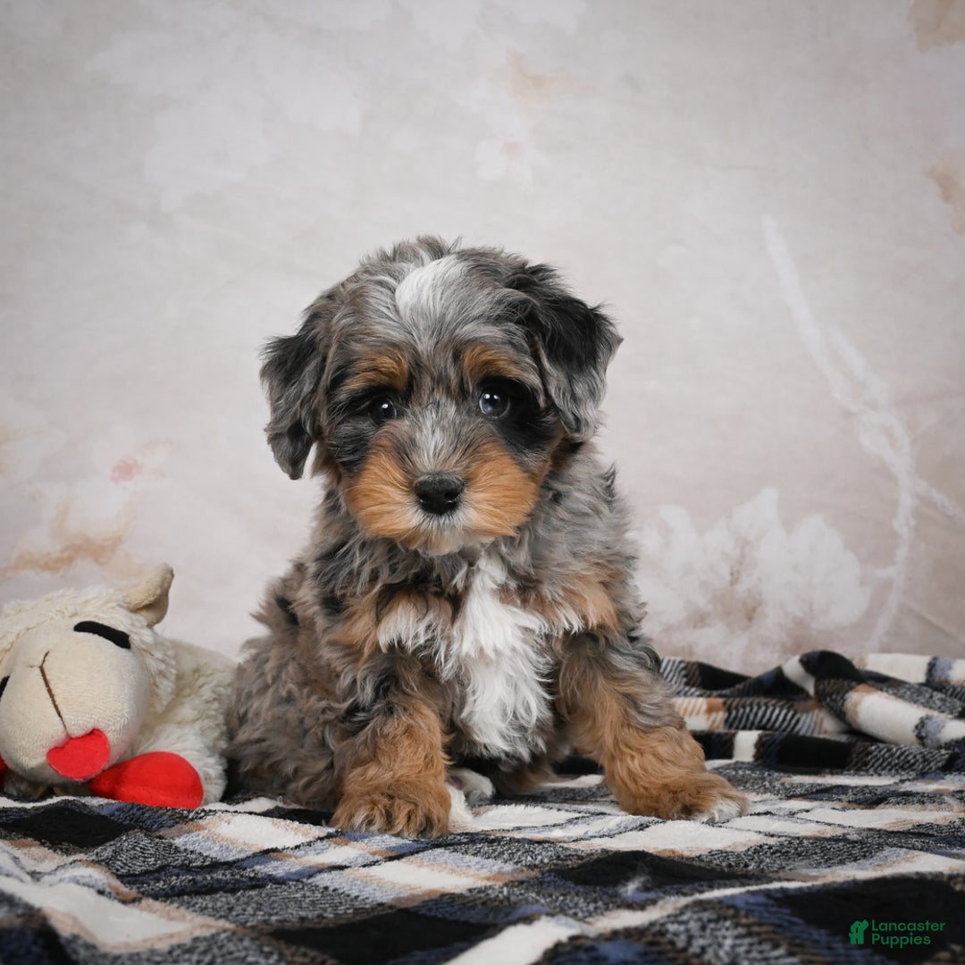 Bernedoodle dogs for sale: Gigi - Ad 4