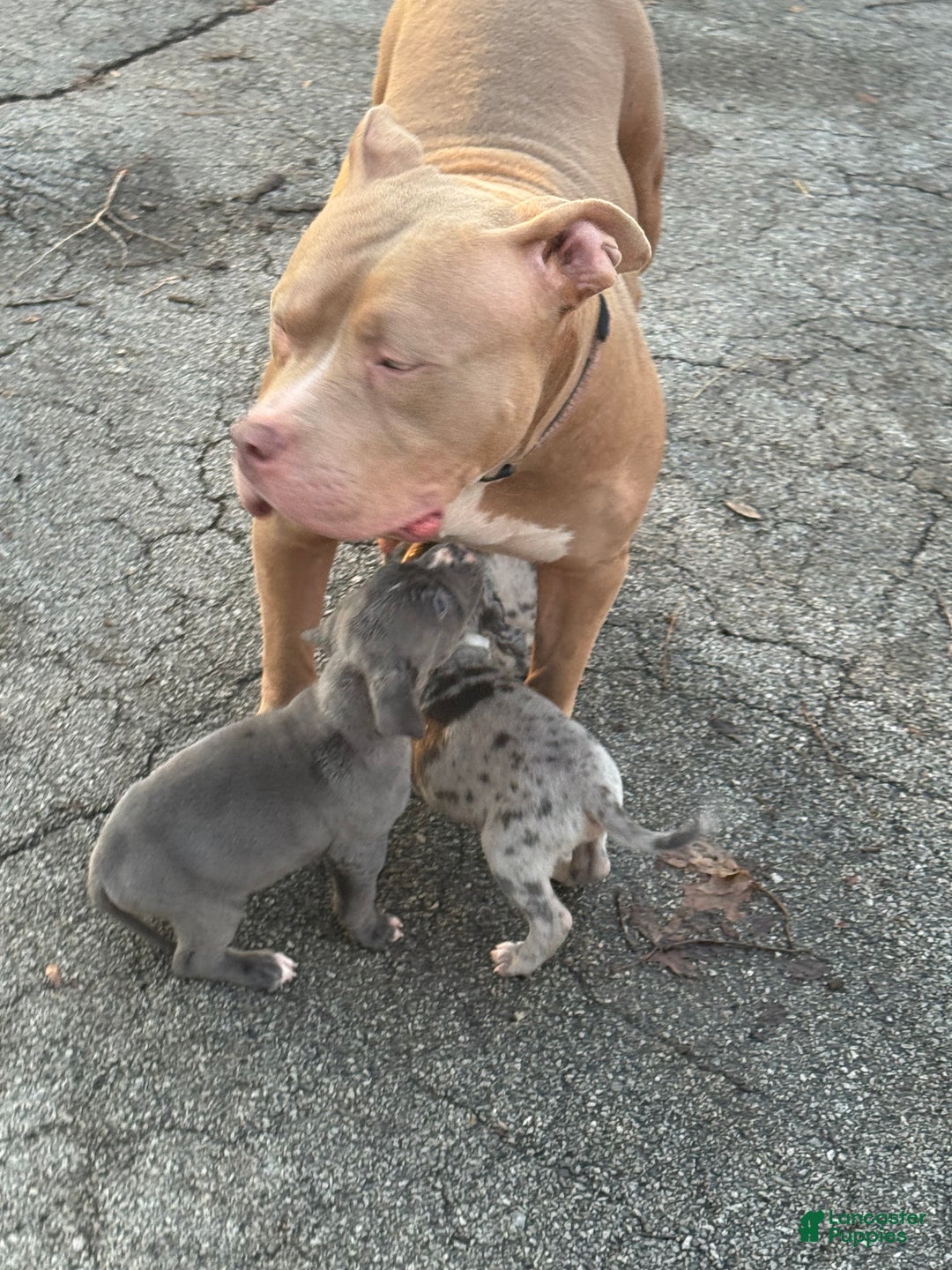 American Bully dogs for sale: American Bully Puppy 2 - Ad 4
