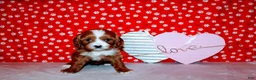 Cavalier King Charles Spaniel dogs for sale: Lexy - Ad 7